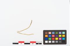 Foto von Golddrahtring (NHMW-PRAE-025484)